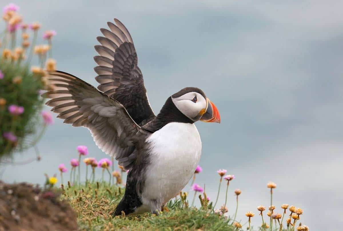 Vách đá Bempton, Yorkshire