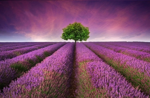 Kinh Nghiệm Du Lịch Anh Vào Mùa Hoa Lavender Tuyệt Đẹp