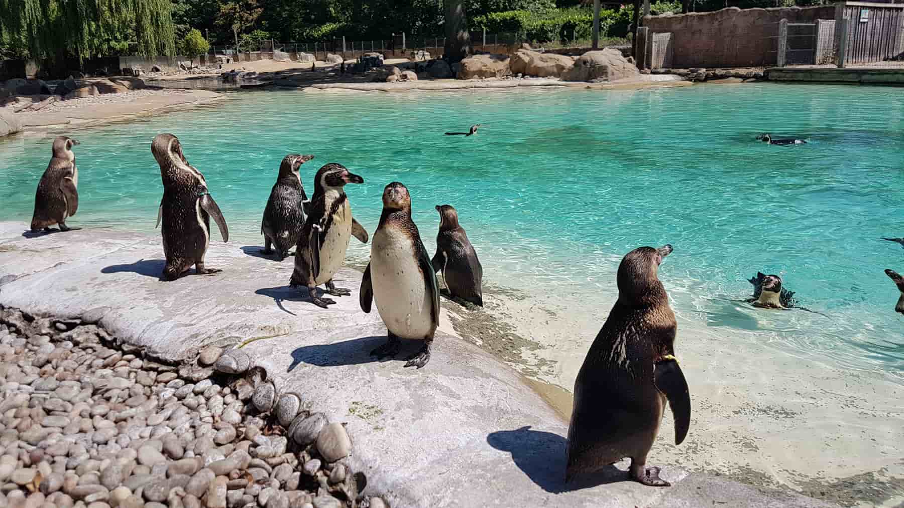 Bãi biển Penguin