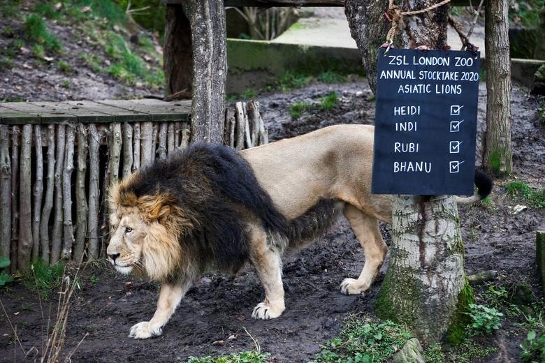 Land of Lion, London Zoo