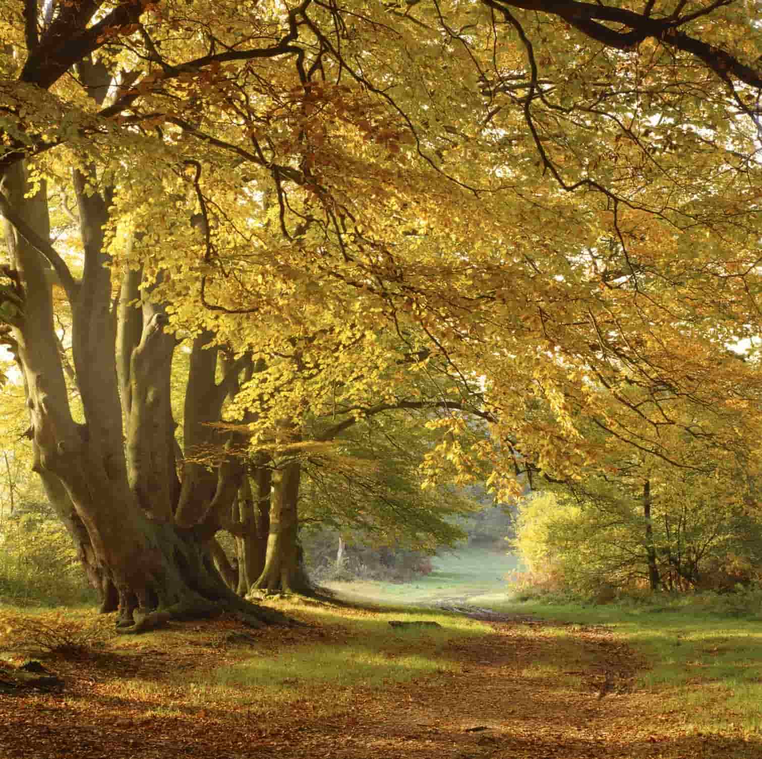 Ashridge